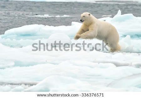 polar bear jumps across ice floe in arctic ocean
