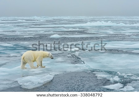 majestic polar bear walking across arctic ice floe