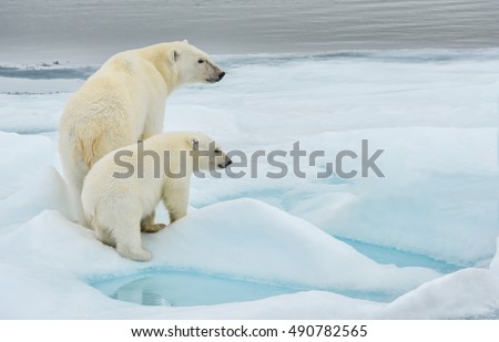 polar bear mother and cub along ice floe in arctic ocean above norway\'s svalbard islands