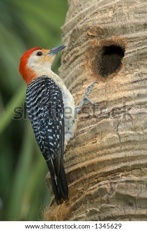 red bellied woodpecker on palm tree trunk