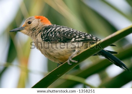 red bellied woodpecker on palm frond branch