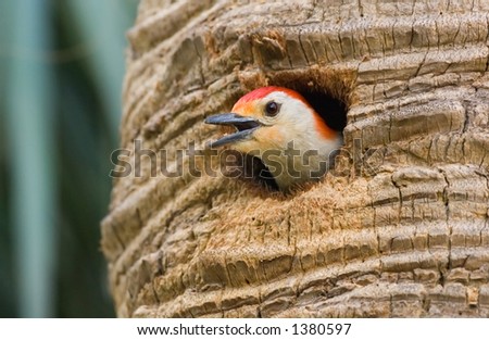 red bellied woodpecker calls out from nest hole in palm trunk in florida wetland