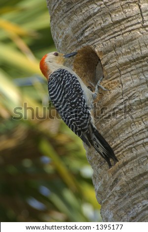 red bellied woodpecker peers into nest hole in palm tree trunk in florida wetland
