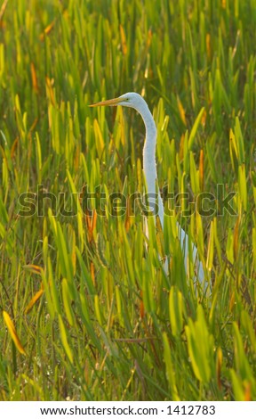 great white egret poses while hunting for fish and frogs in marsh in florida