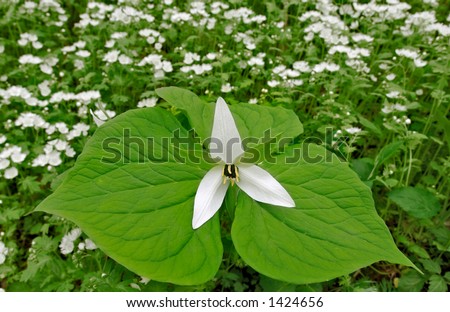 trillium and phacelia bloom in early spring in the great smoky mountains national park