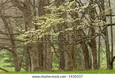 Dogwood+tree+blossoms