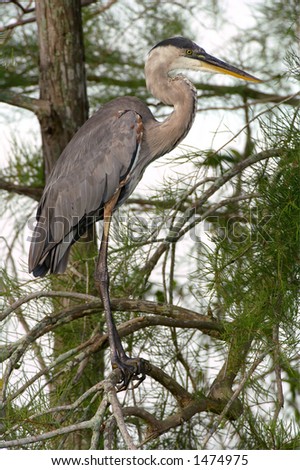 great blue heron perched on limb of cypress tree in greater everglades ecosystem in south florida