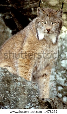 canada lynx poses in natural habitat 