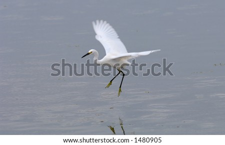 snowy egrets skim across the water to stir up fish