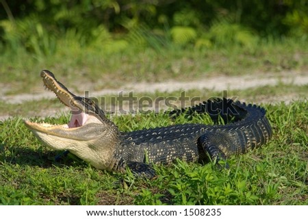 florida alligator suns and yawns at side of canal in south florida wildlife refuge (non captive)
