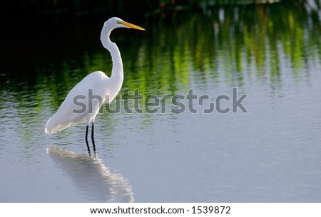 great white egret wades in wetland pond in south florida