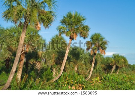 planting of palms turning skyward along bank of pond in south florida wetland