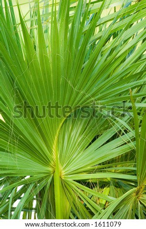 palm fronds form natural patterns in south florida wetland park