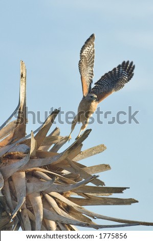 red shouldered hawk takes flight from palm snag in florida wetland