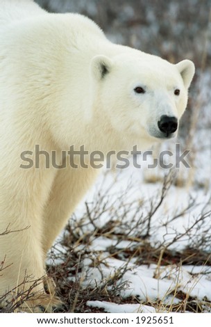 polar bear walking along tundra in churchill, canada (non captive)