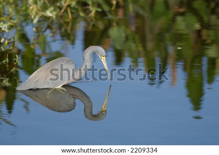 tri-color heron fishing in south florida wetland pond