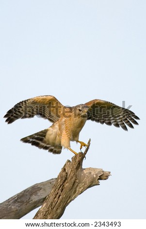 red shouldered hawk takes to flight from perch on tree snag against clear light blue sky