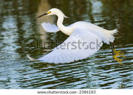 snowy egret fly fishing in wetland pond