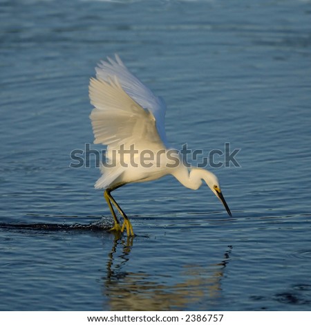 snowy egret stirs up fish with its feet as it flies over wetland pond