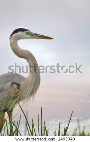 great blue heron wades in calm pond with grass in foreground
