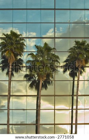 palms,  sunset and clouds against mirrored public office building