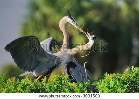 great blue heron mating pair exchange twig at nest