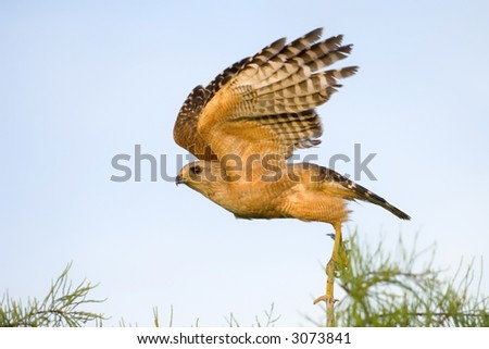 red shouldered hawk takes flight in everglades