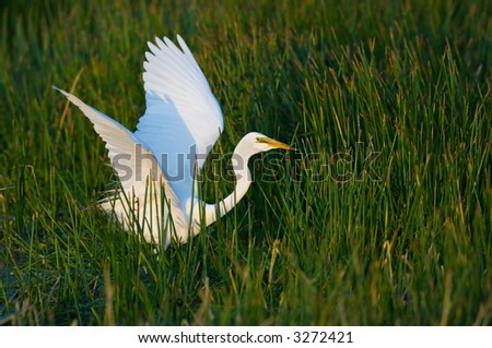 great white egret flaps wings in wetland reed grass