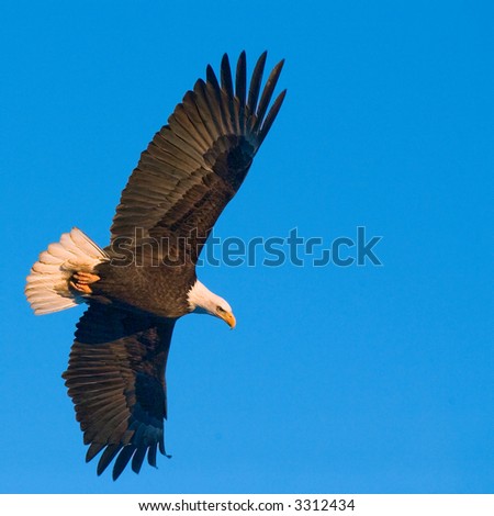 eagle soaring against blue sky background