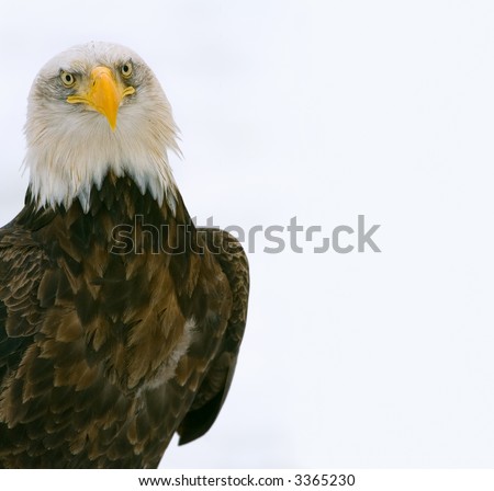 american bald eagle staring at camera against snow background