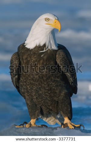 american bald eagle on ice patch in alaska