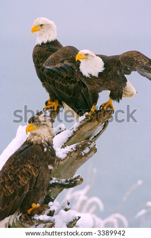 american bald eagle landing on tree stump in alaskan snow storm