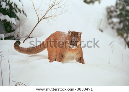 cougar or mountain lion in winter scene (captive environment)