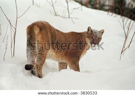 cougar or mountain lion in winter scene (captive environment)