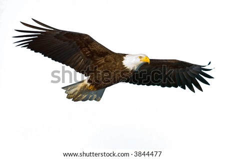 american bald eagle in flight isolated on white and nice light on face american bald eagle in flight isolated on white and nice light on face