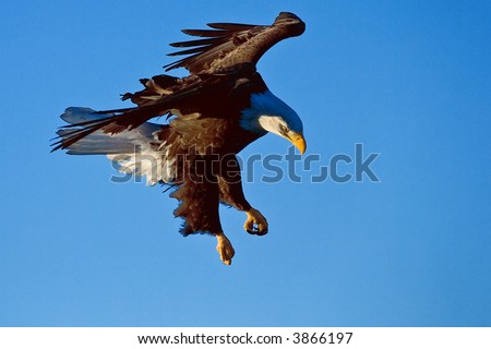 american bald eagle in dive against alaskan blue sky