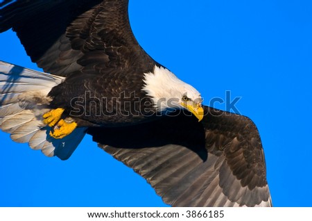 american bald eagle in dive against alaskan blue sky