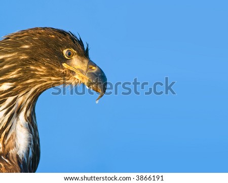 juvenile american bald eagle in winter against blue alaskan sky with lots of copy space