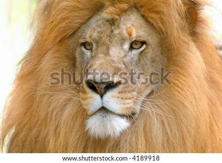 Male Lion Portrait