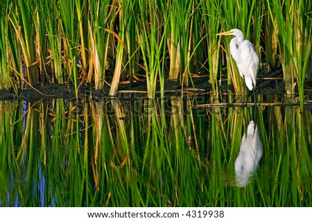 great white egret stands against sawgrass in wildlife refuge pond of everglades ecosystem