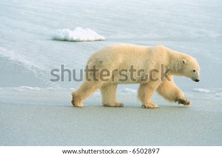 polar bear roams ice pack near churchill canada