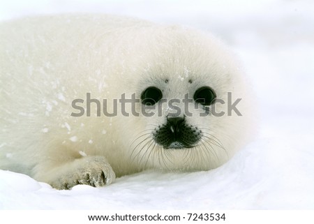 Baby Harp Seal Pictures on Baby Harp Seal Pup Resting On Ice Floe In North Atlantic Stock Photo
