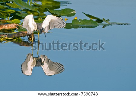 tri-colored heron fishing in wetland pond on calm morning