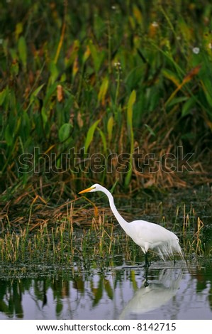 great white egret fishing in wetland marsh