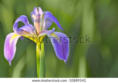 southern blue flag wild swamp iris in florida wetland