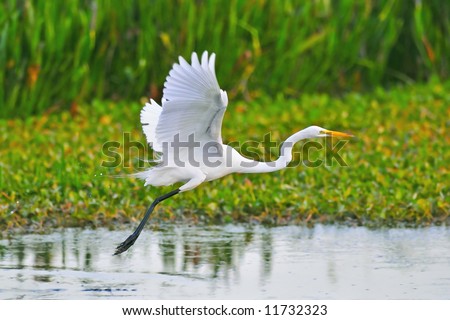 flight in wetland marsh