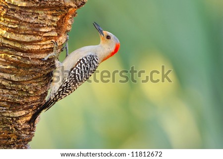 red-bellied woodpecker building nest in palm trunk