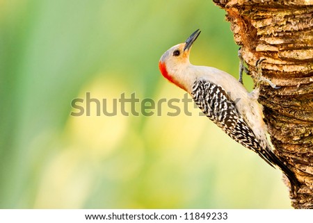red-bellied woodpecker building nest in palm trunk with extra copy space