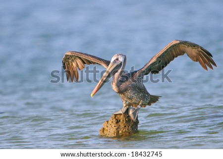 pelican prepares to fly away from rock perch in florida gulf waters