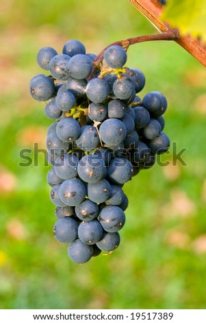 red wine grapes on vine ready for harvest (real grapes, not artificial)